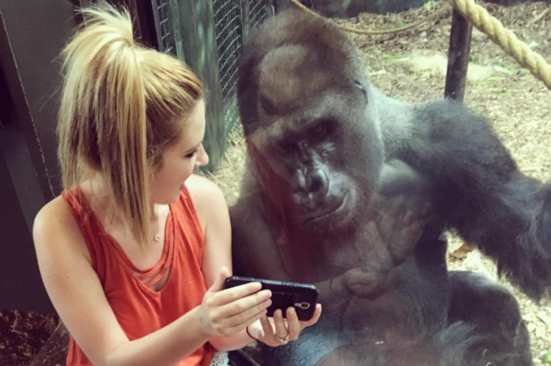 Selfie loving gorilla at Louisville Zoo (Photo from Instagram via @lindseymcostello)