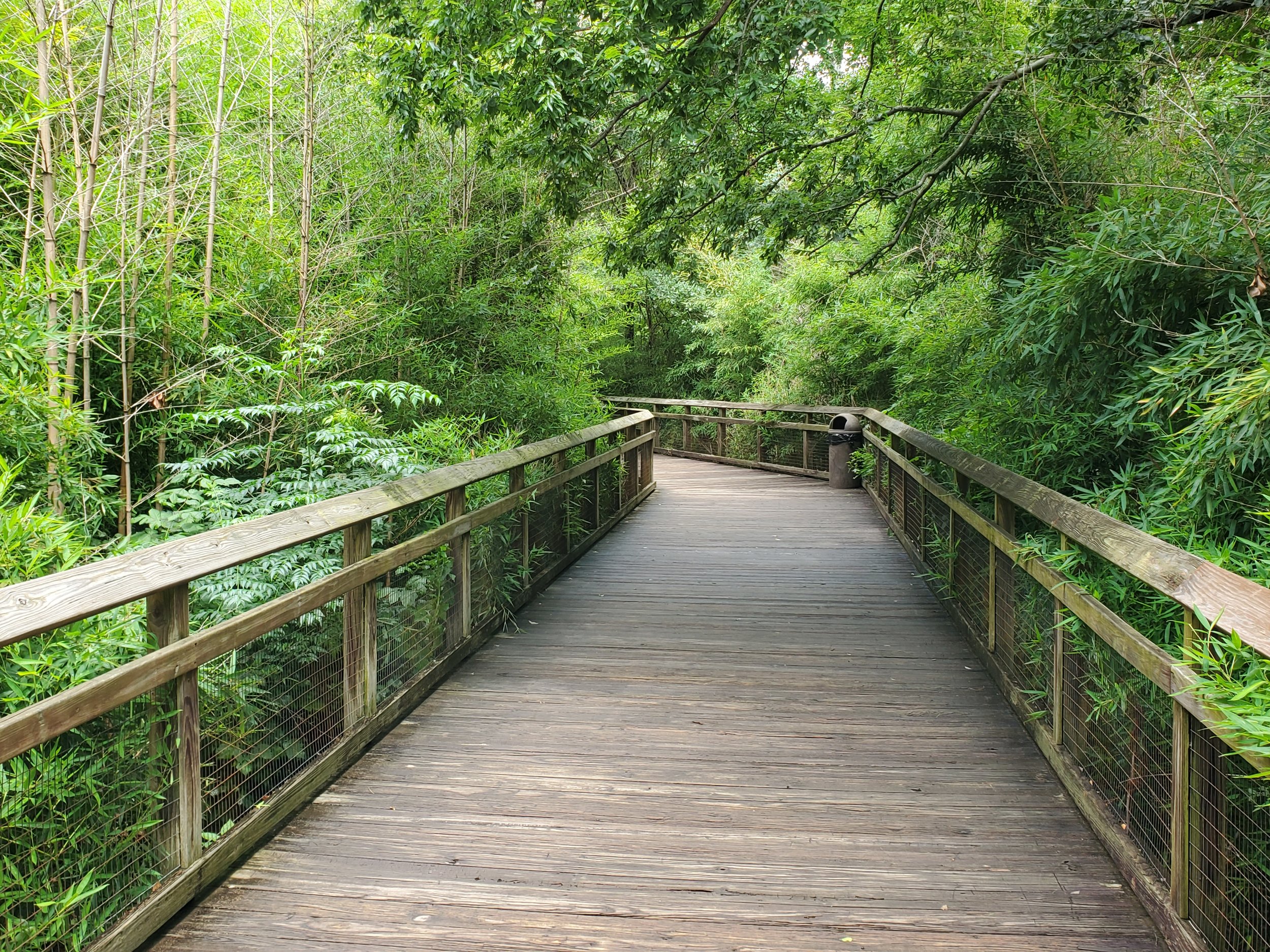 The clearly defined main path winds through the natural forest of the site.