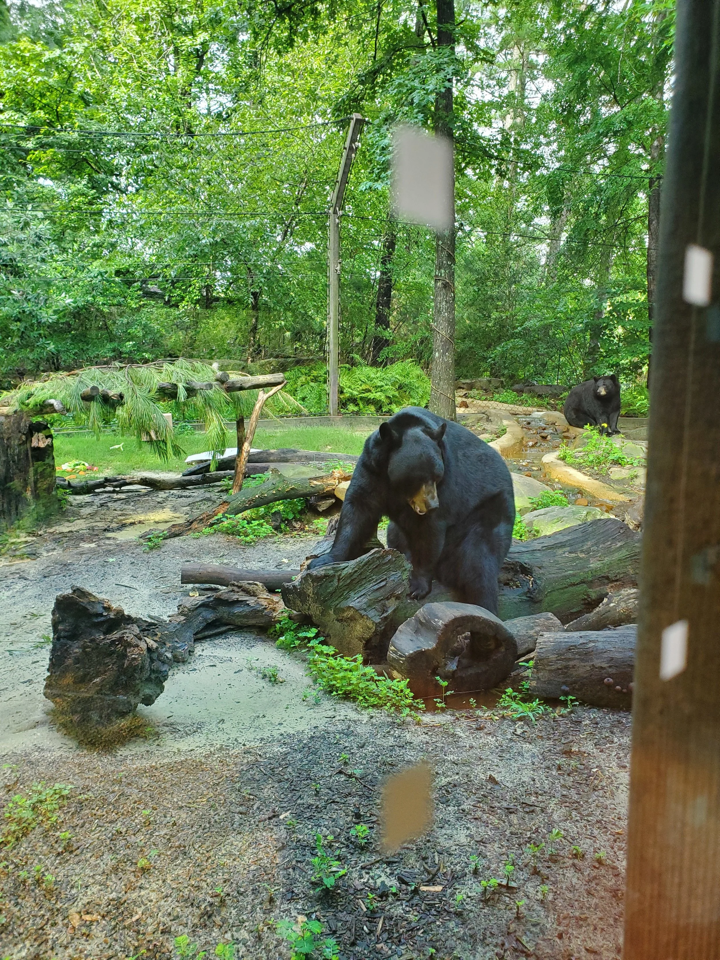 Small black bear exhibit