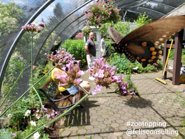 New York State Zoo has a sweet little seasonal butterfly house. Guests came in, slowed down, and really enjoyed the garden and butterflies! Look at all those adults!⠀
⠀
#smallandmighty #zoodesign #zootripping #nyzoo #zoo #butterflies #butterfly #gard