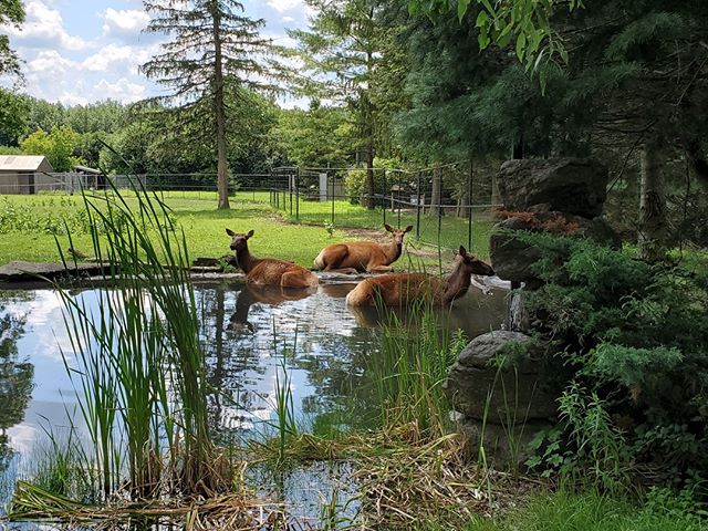 Elk girls enjoying the water right at the main viewing area at New York State Zoo! Huge and simple exhibit, but set up just right. ⠀
⠀
#smallandmighty #zootripping #zoodesign #nyzoo #zoo #elk #nativespecies #onlynatives #nativezoo ⠀
⠀
@newyorkstatezo