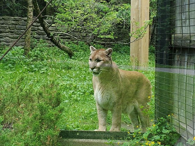 While the New York State Zoo's habitats are naturalistic and large, some of the animals choose to come up near the guest viewing. Seeing a mountain lion this close is a rarity!⠀
⠀
#smallandmighty #zoodesign #zootripping #nyzoo #ny #zoo #roadtrip #mou