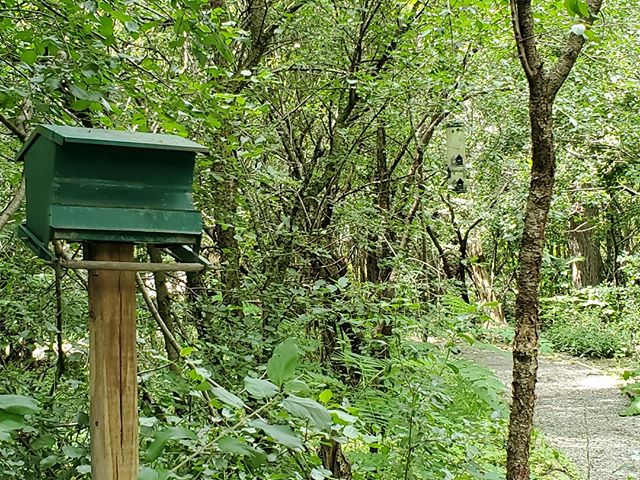 While the New York State Zoo is literally a walk in the woods, a short nature trail allows guests to observe native birds, drawn by multiple feeders. I've always wanted to implement something like this!⠀
⠀
#smallandmighty #zoodesign #zootripping #nyz