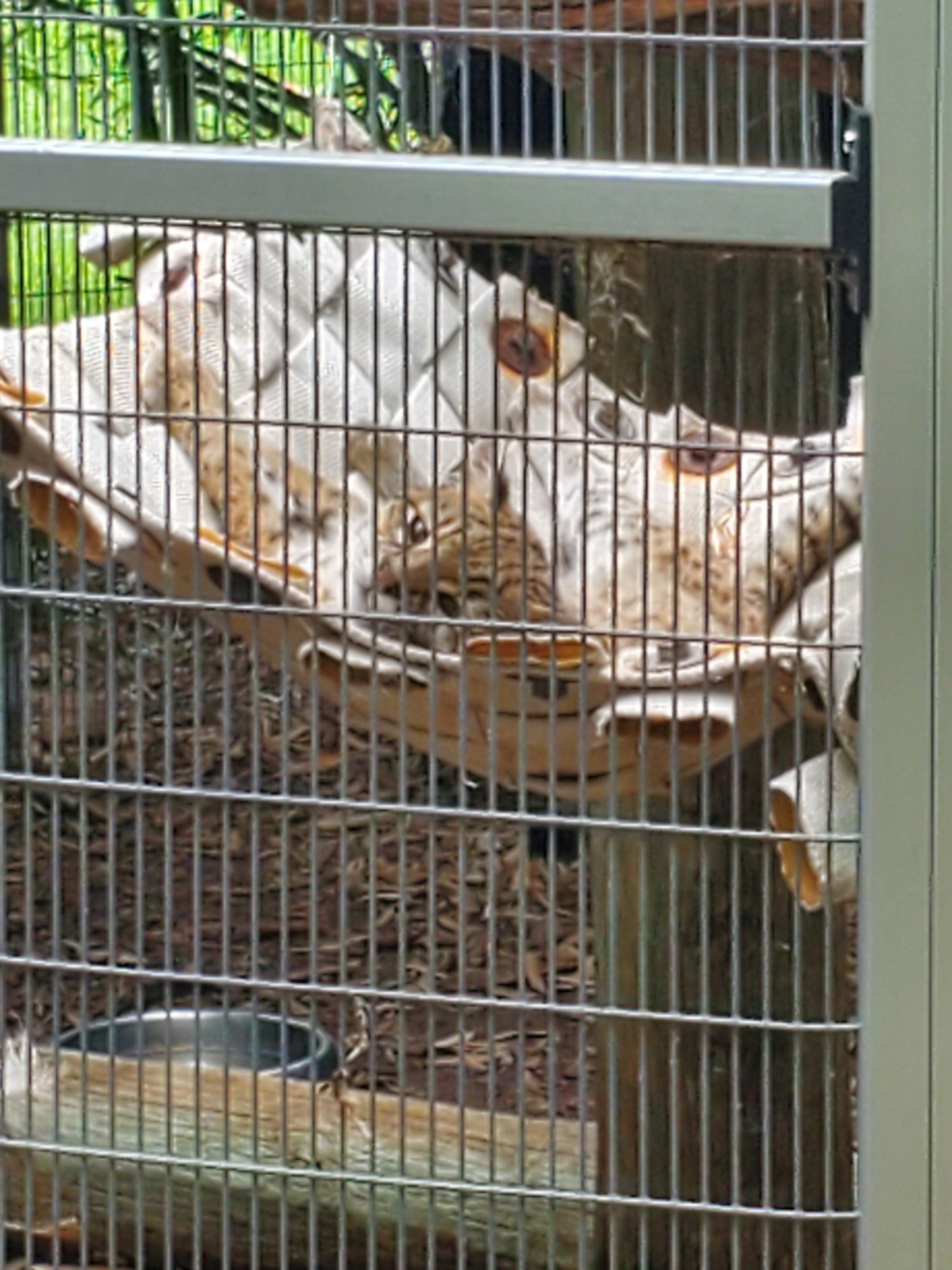 Geoffroy's cat