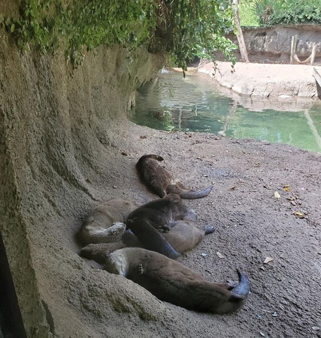 Otter pile!! ⠀
⠀
#otter #cuteotter #zootripping #roadtrip #ontheroad #louisiana #lams #naro #otterpups #otterpops ⠀
⠀
@alexandriazoo