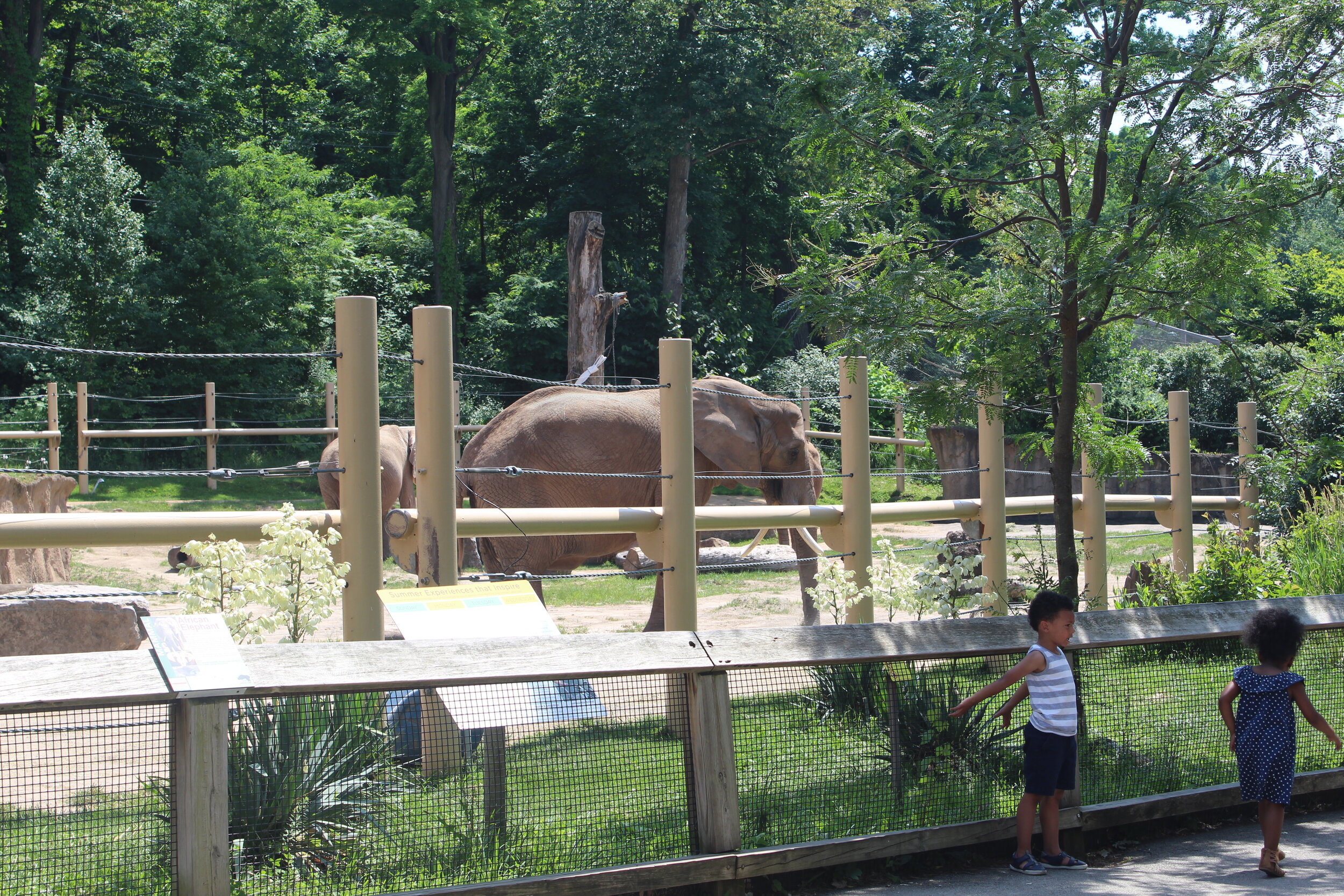  Basic elephant habitat 
