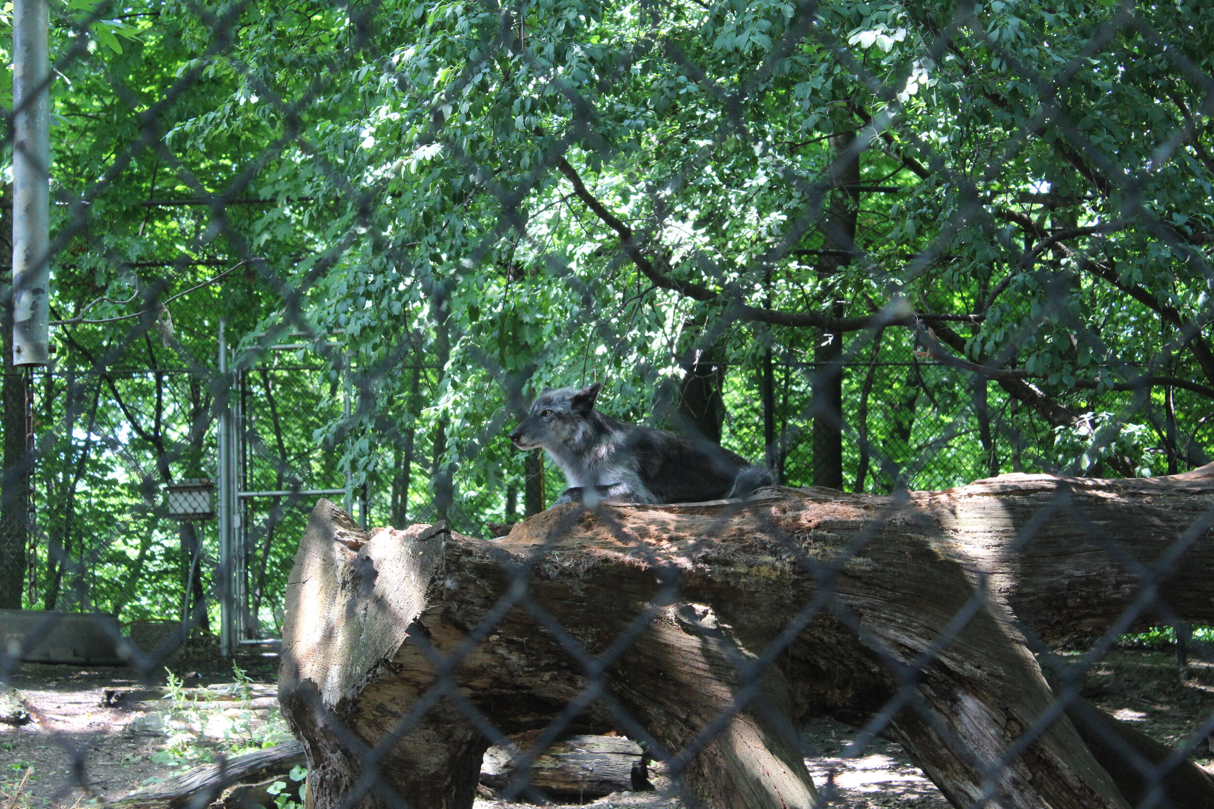  Older basic wolf habitat 