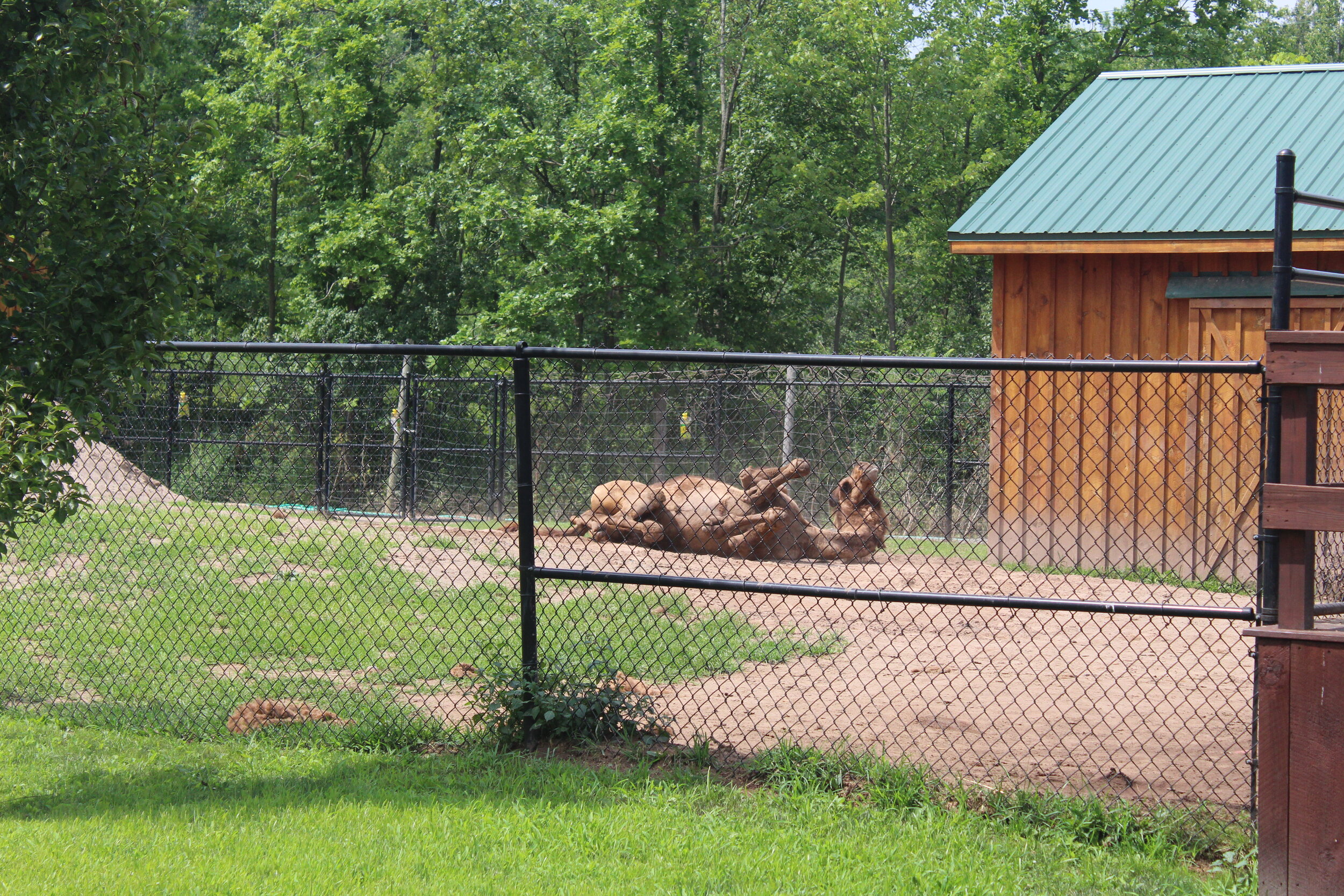 Camel taking a sand bath