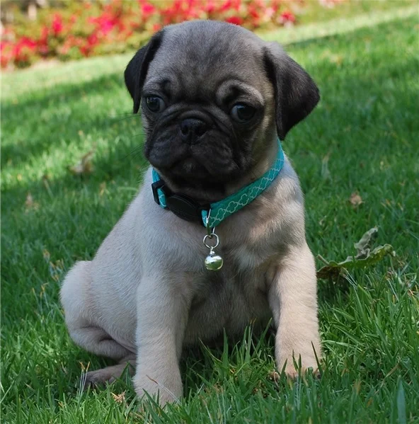 buddy (1).jpg