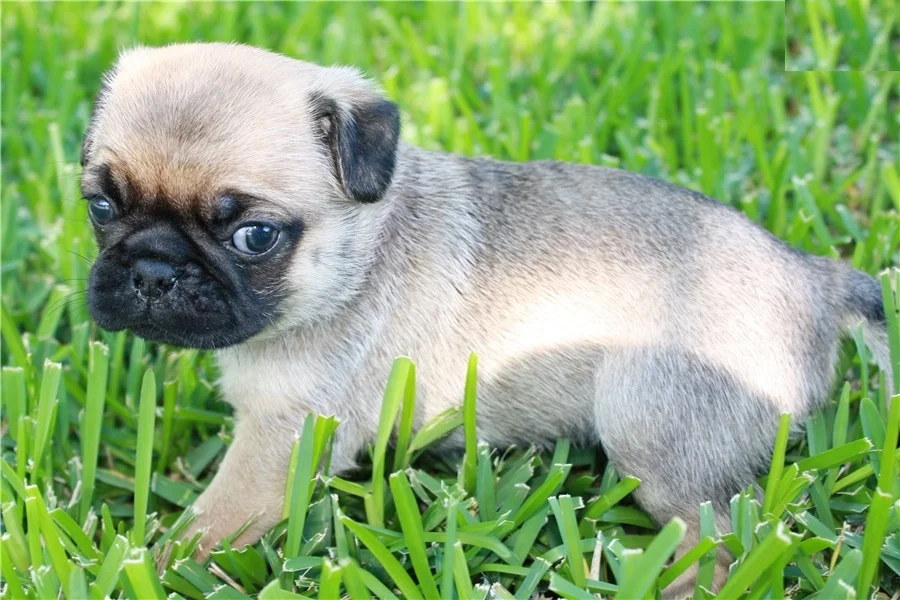 pug-puppy-picture-d9236dca-28d2-47fb-a1d0-c8567f806a10.jpg