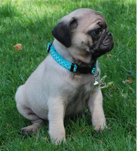 buddy (7).jpg