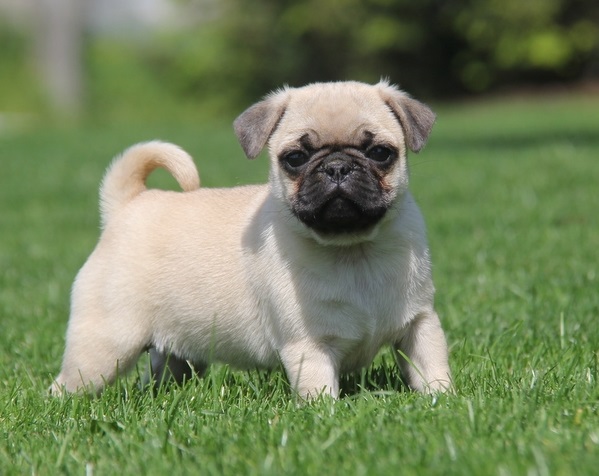 Droll Pug Puppies For Sale In Pa