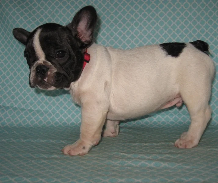 Jack-006.jpg