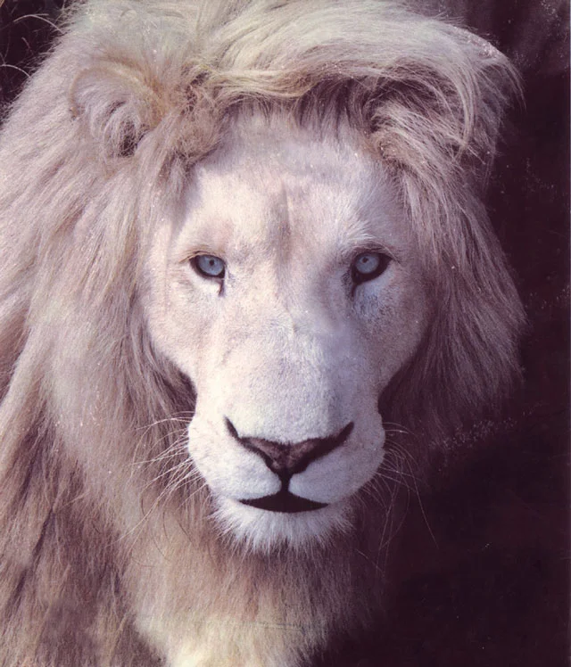 White-Lion---King-of-Kings.jpg