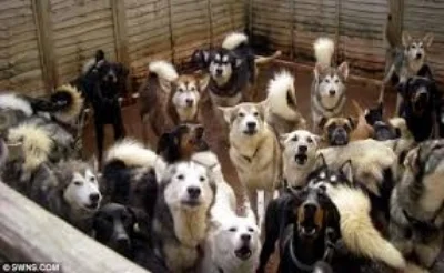 Dogs.jpg