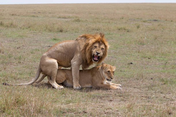 mating lion.jpg