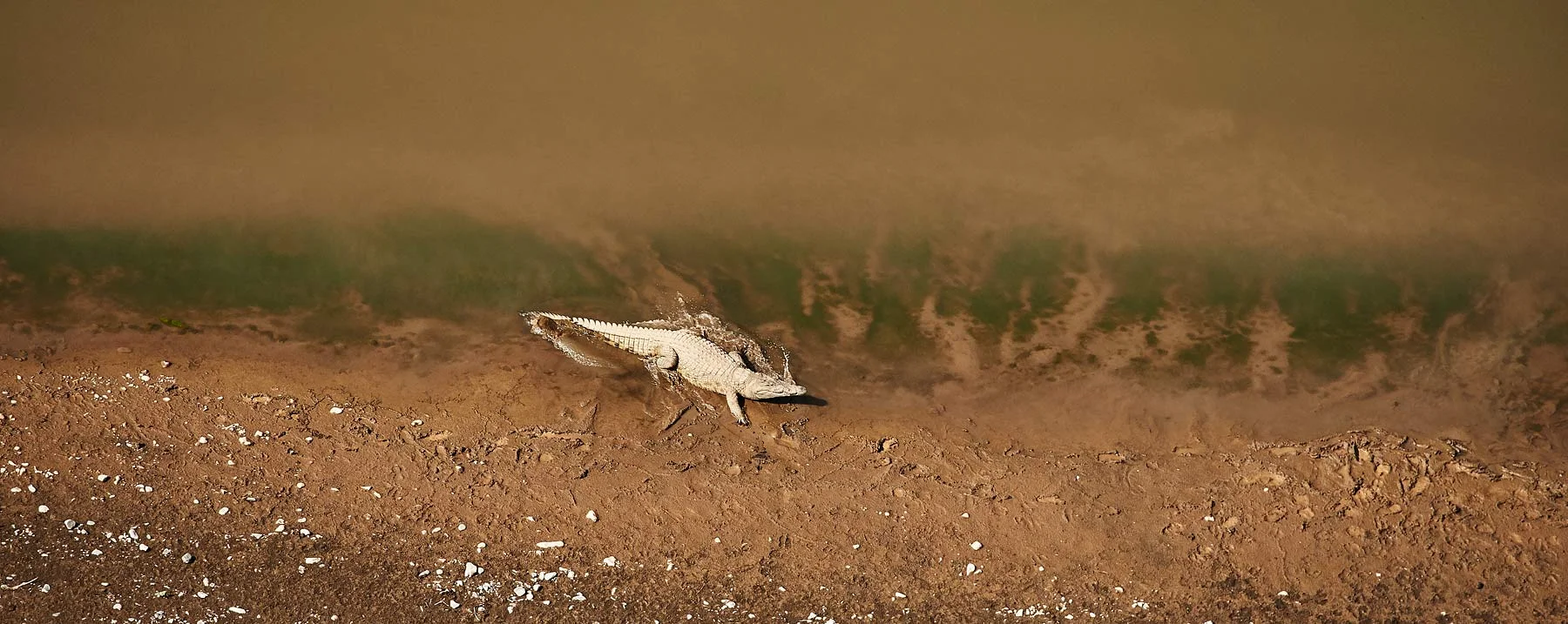 Crocodile along the Blue Nile in Ethiopia