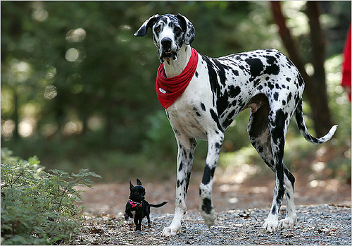 Atferd hos små hunder kontra store hunder