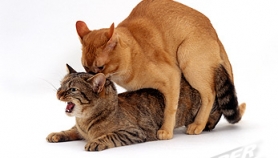 0a268d259aacf2f6cc0dd16369767117-55503af4892404e11bbce87509e2a193-278x158-100-crop