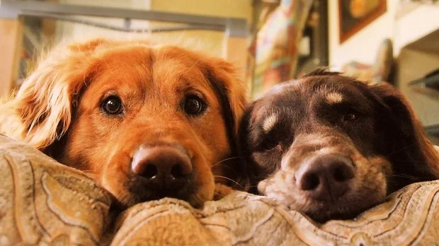 Tilknytning mellom hunder