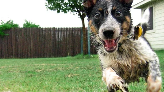 Evaluering av farlig hund