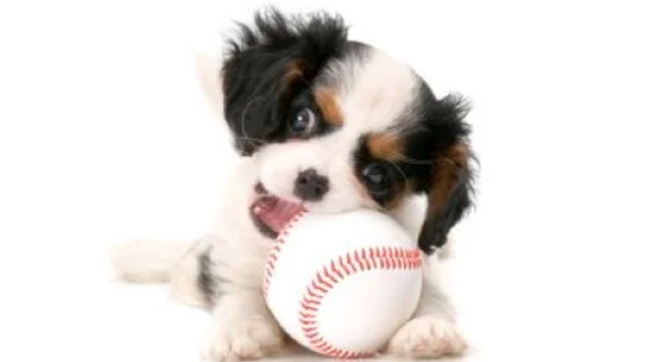 Leveringsalder på valp - igjen