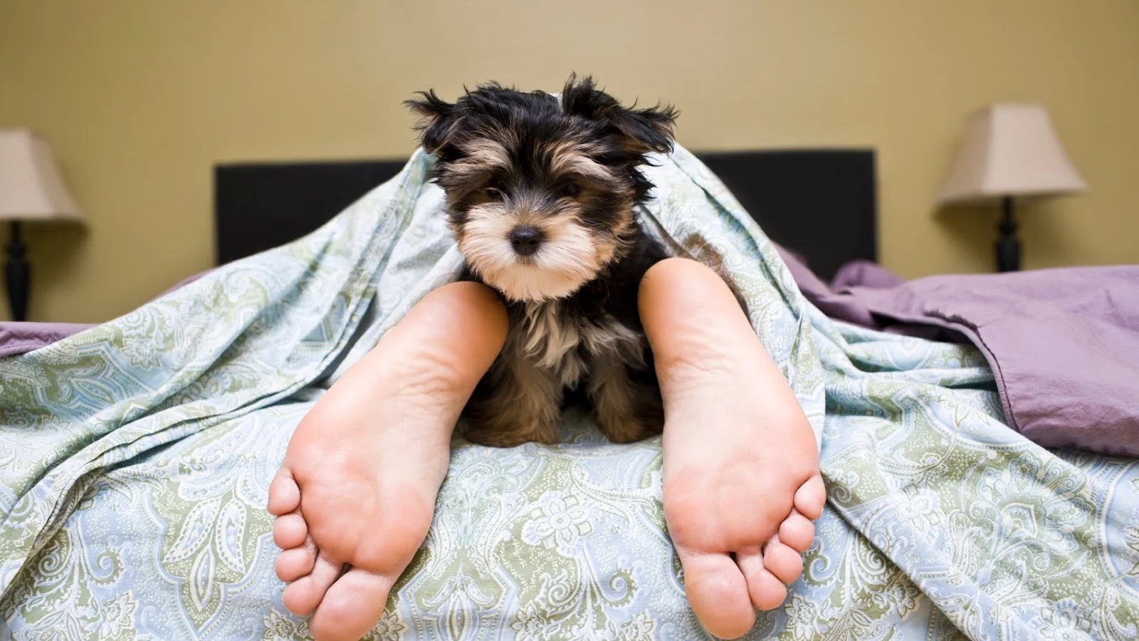 Hund som substitutt for barn