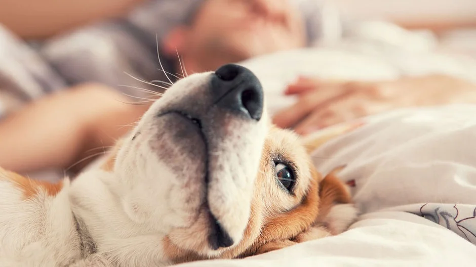 Relasjon - hund og eier