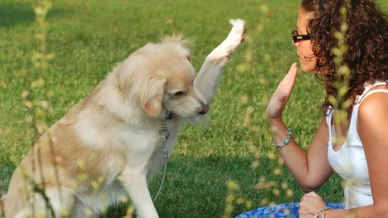 Polariserende debatter om hundetrening