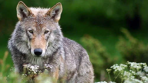 Dominans og lederskap