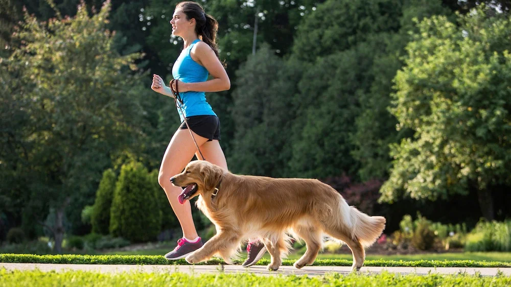 Fysisk aktivisering av hunder