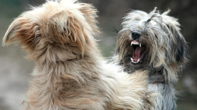 Det vanskelige valget