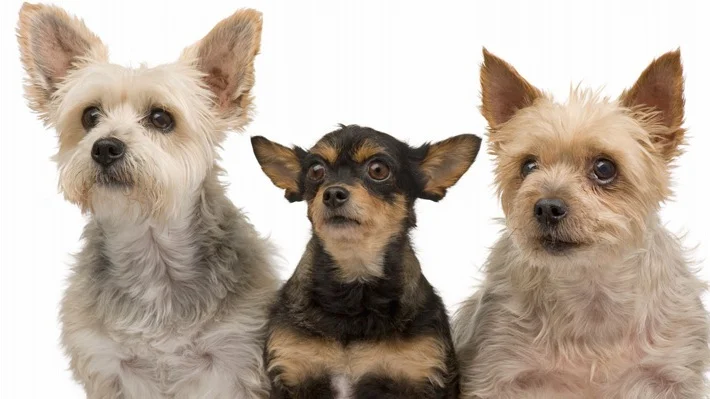 Atferd, avl og arvbarhet