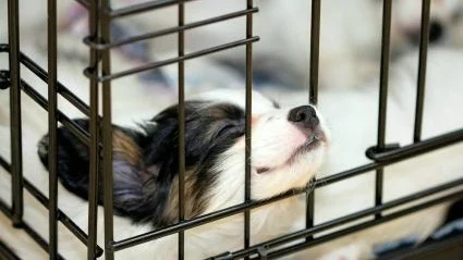 Bruk av bur til hund