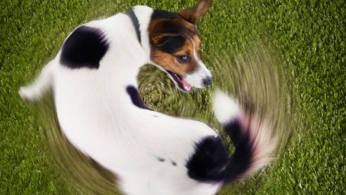 Halejaging og spinning