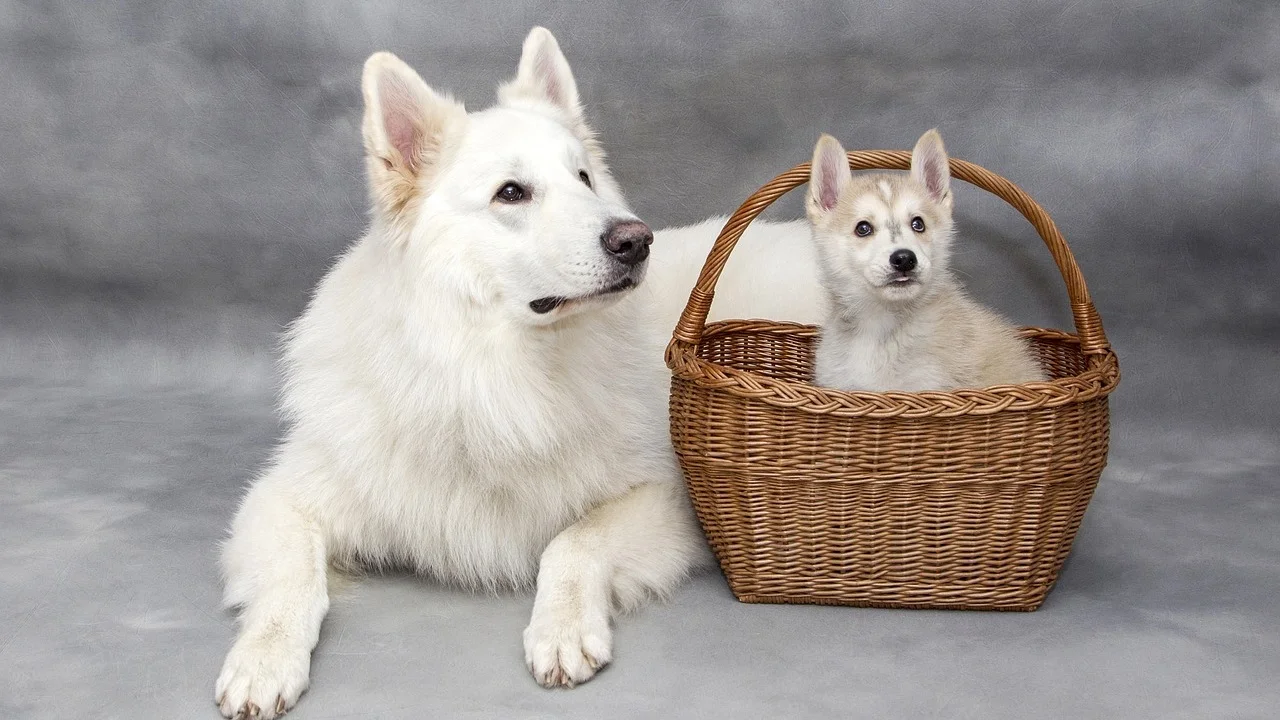 Hundens velferd i hundeavl