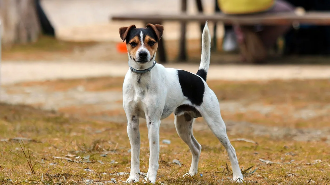 Kastrering av hund - igjen