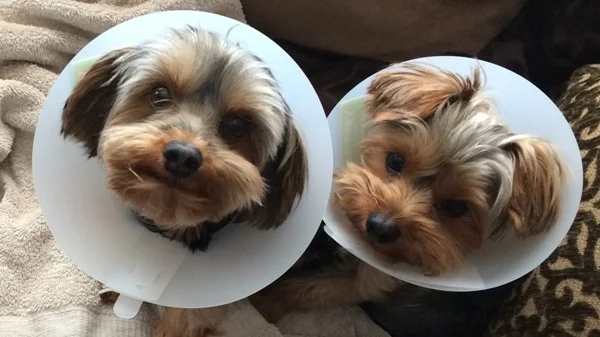 Kastrering av hannhunder