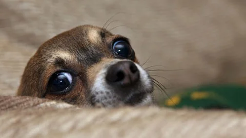 Nyttårsaften - hva gjør du?