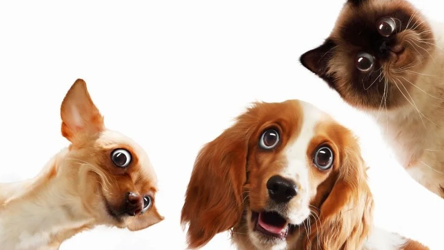 Dyretolker, telepati og parapsykologi