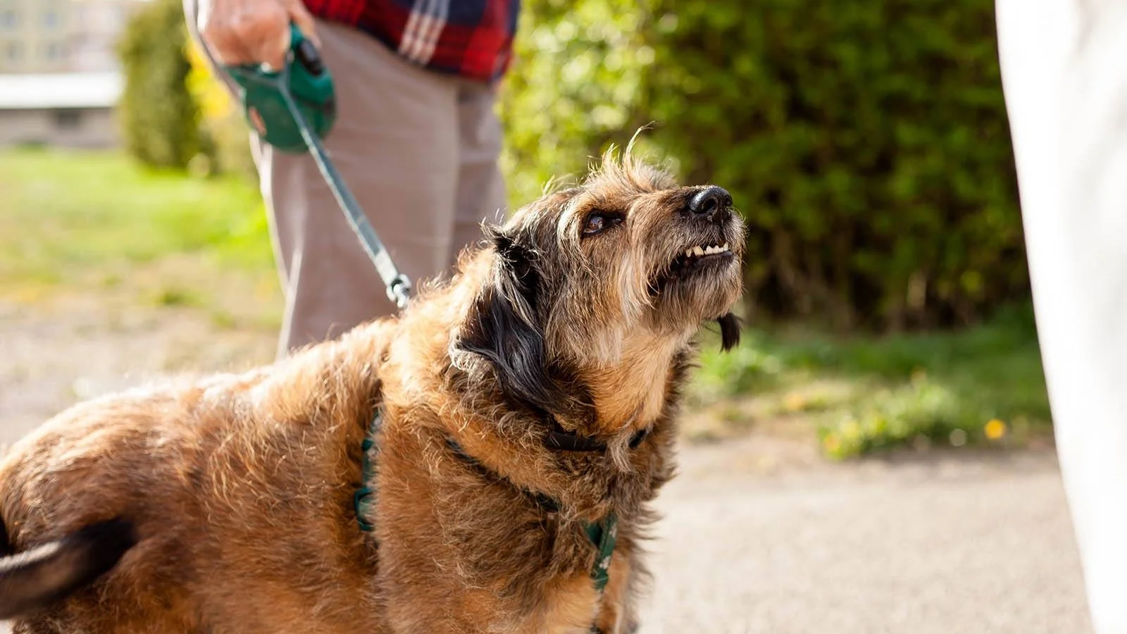 Hunder som er aggressive mot fremmede hunder.