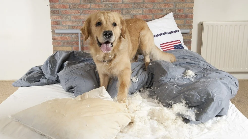 Clomicalm og DAP - Separasjonsangst