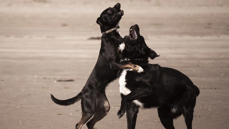 Er atferd hos hund lik atferd hos mennesker?