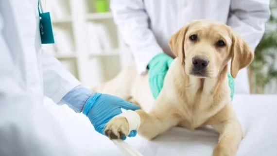 Førstehjelp for hunder med atferdsproblemer