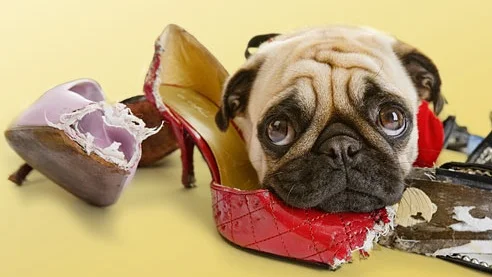 Atferdsproblemer – hundeeiers skyld?