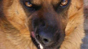 Hva slags prognoser har hunder med atferdsproblemer