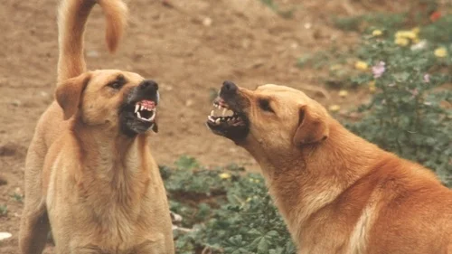 Hunder som utagerer mot hunder