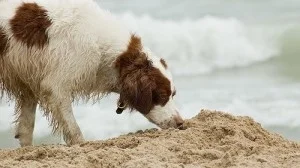 Hvorfor spiser hunder avføring?