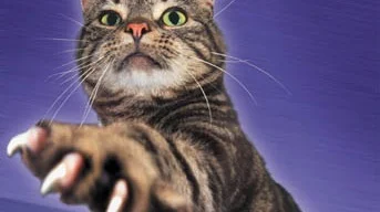 Katter som klorer på upassende steder