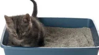 Katter som ikke bruker kattetoalettet